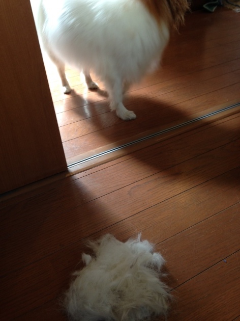 f0034602_10324065.jpeg