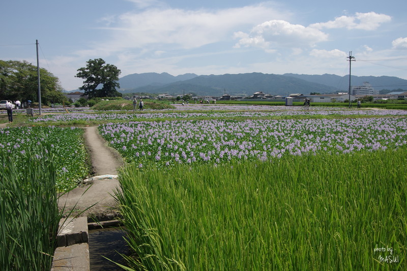 本薬師寺　開花絶好調のホテイアオイ_d0342307_23090192.jpg