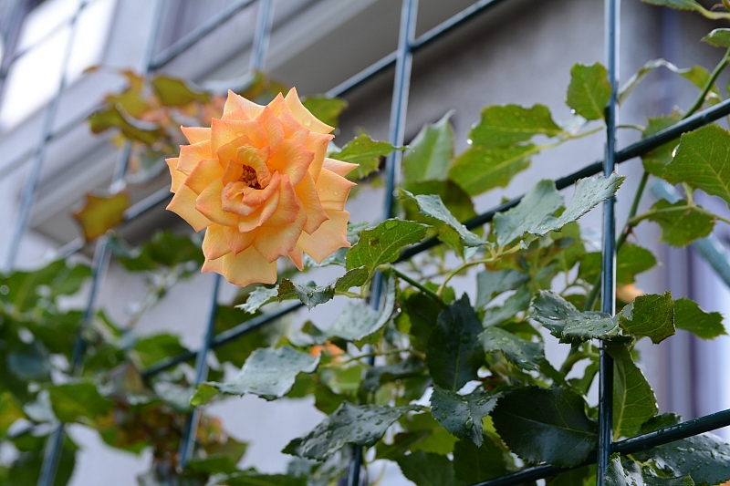 a0248508_7192730.jpg