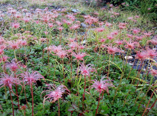 a0164011_20373776.jpg