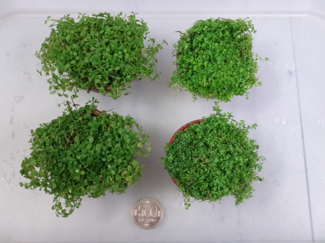 160901 熱帯魚・金魚・水草・観葉植物_f0189122_1303125.jpg