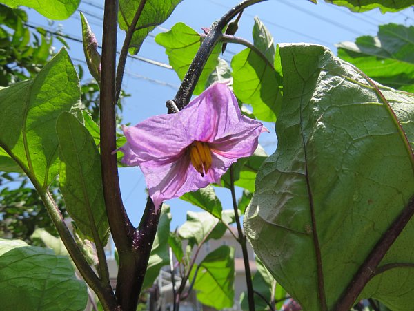 2016年9月2日　今年の夏野菜づくり　③_b0341140_2021240.jpg