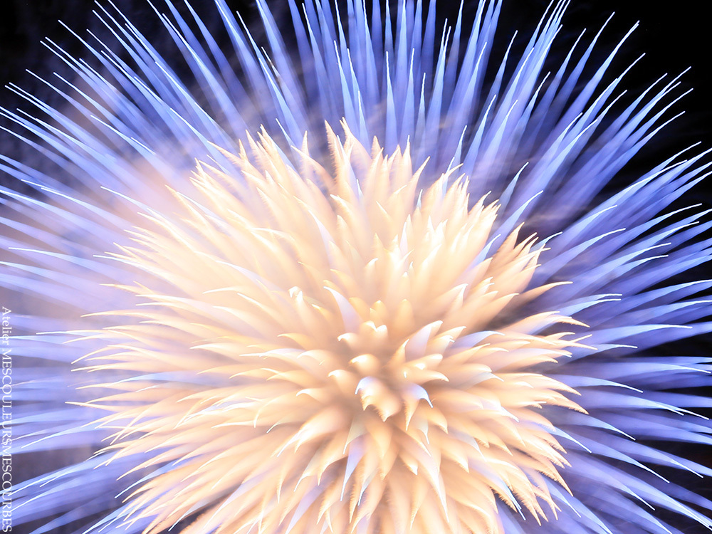 Firework flowers_e0194450_02491163.jpg