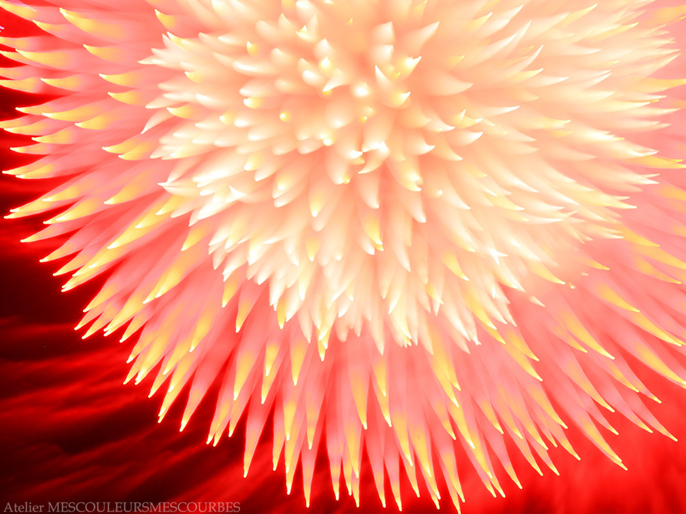 Firework flowers_e0194450_02491174.jpg