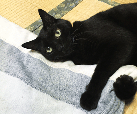 a0123451_2012631.gif