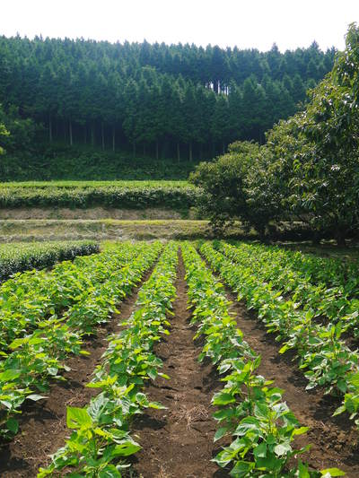 『えごま油』再入荷しました！熊本県菊池市、菊池水源産の無農薬栽培のエゴマです!!_a0254656_1994471.jpg