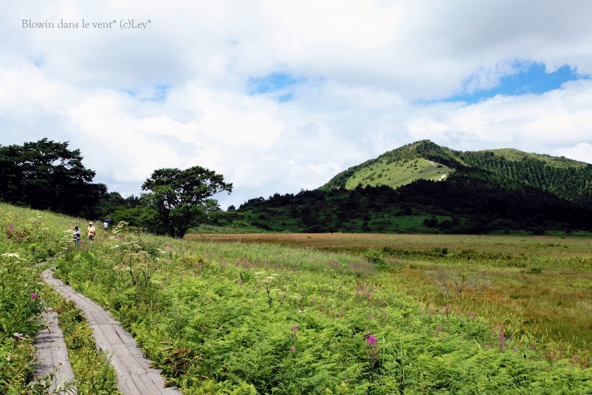 八島ヶ原湿原　後編_f0251765_1810414.jpg