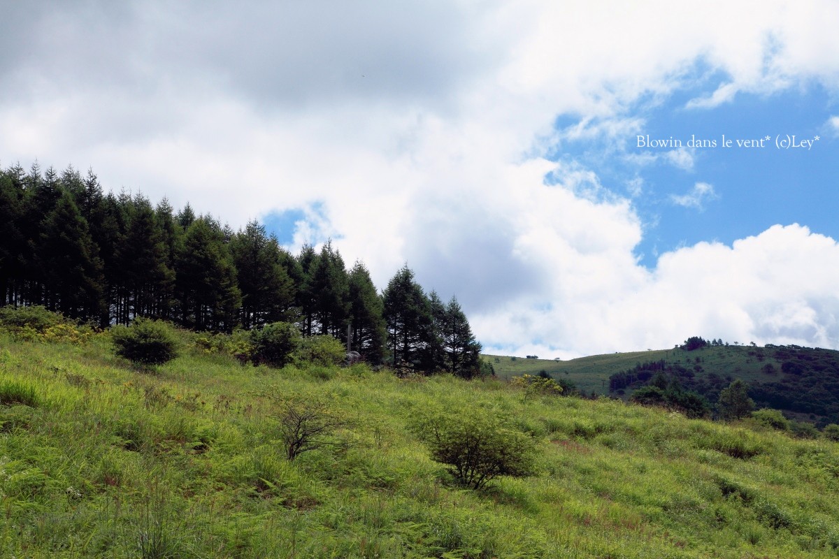 八島ヶ原湿原　後編_f0251765_1885551.jpg