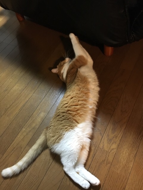 f0363168_19520424.jpeg