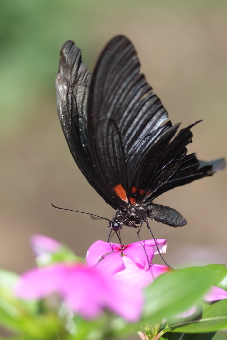 アゲハチョウ2種_b0188569_16093926.jpg