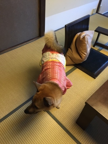 c0364176_18283384.jpeg