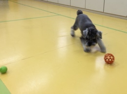 ボール大好き🎶_f0357682_14361881.jpeg