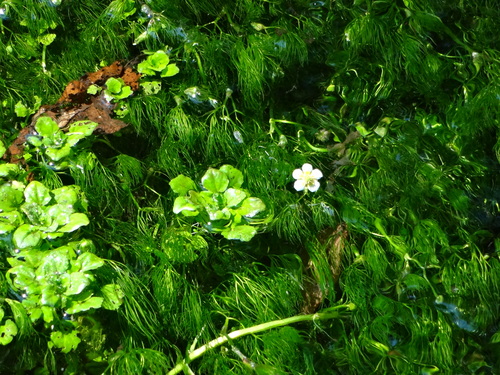 長襦袢 ”水玉” <工芸キモノ 野口の襦袢>_d0159384_1865693.jpg