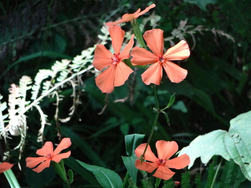 長襦袢 ”水玉” <工芸キモノ 野口の襦袢>_d0159384_1871796.jpg