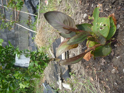 c0096287_18352723.jpg