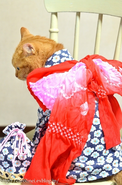 猫だって浴衣が着たい♪2016　　Cat\'s Yukata 2016-an informal cotton kimono for summer_d0025294_19210425.jpg