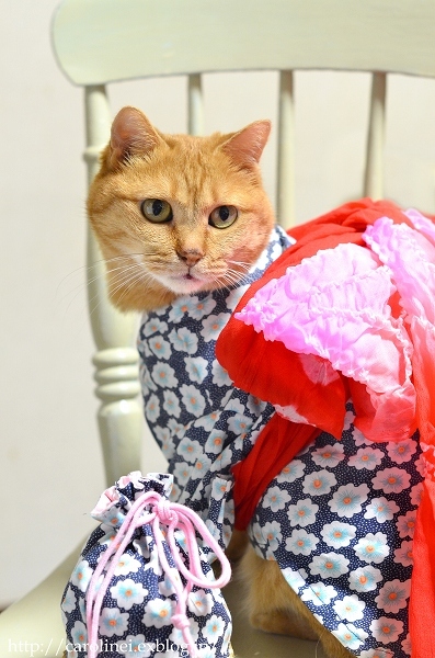 猫だって浴衣が着たい♪2016　　Cat\'s Yukata 2016-an informal cotton kimono for summer_d0025294_19212032.jpg
