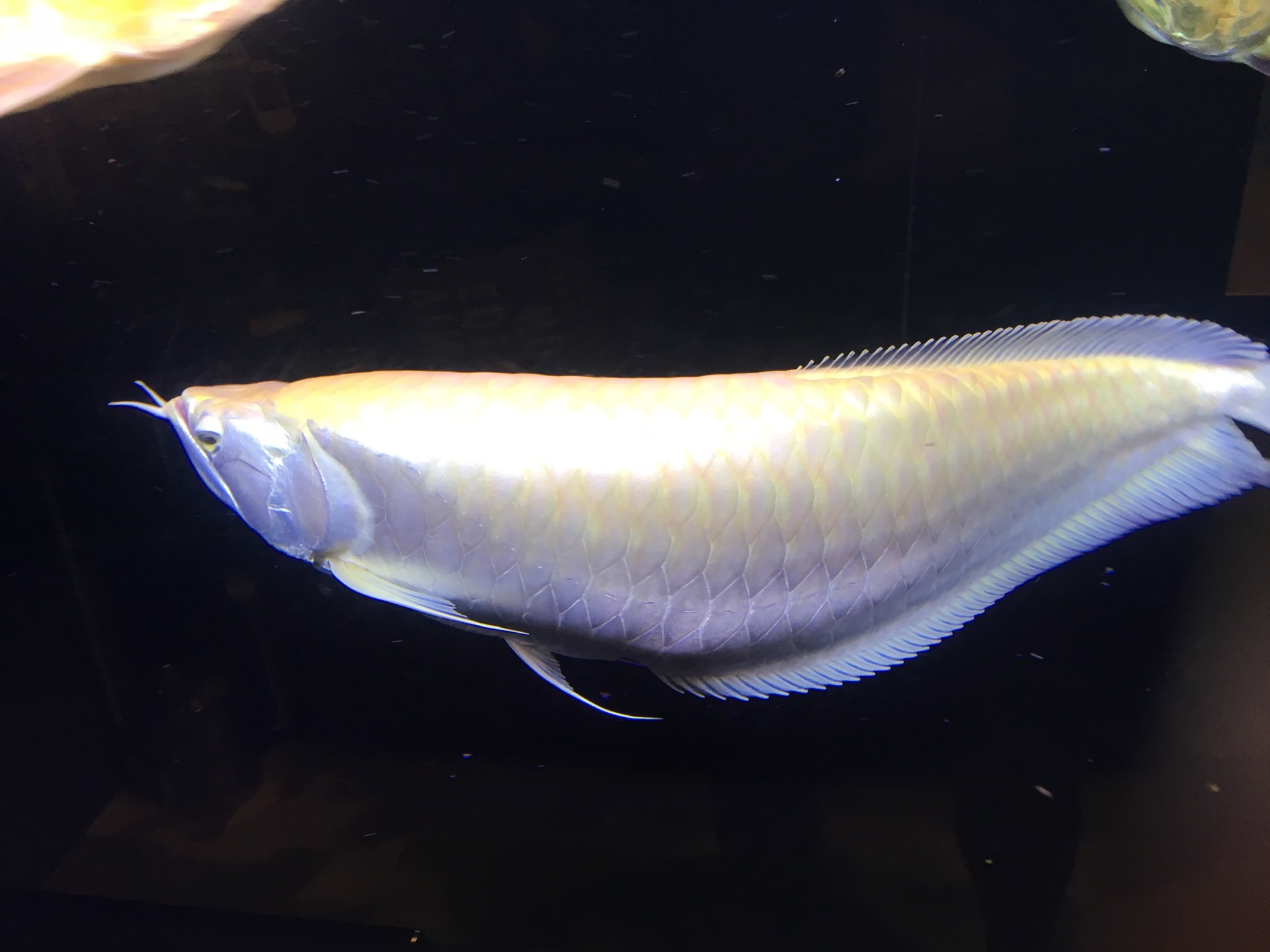 お客様魚販売します 2 アクアショップエース お客様魚販売します 2 アクアショップエース