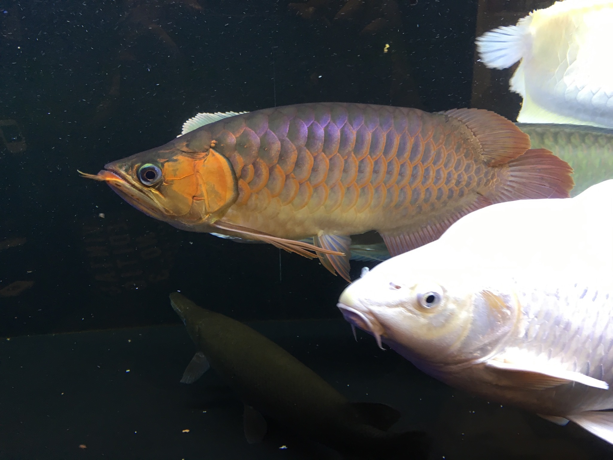 お客様魚販売します 2 アクアショップエース お客様魚販売します 2 アクアショップエース