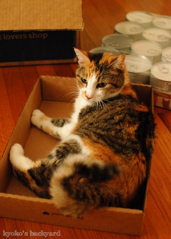 猫のためのトレーボックス_b0253205_08070852.jpg