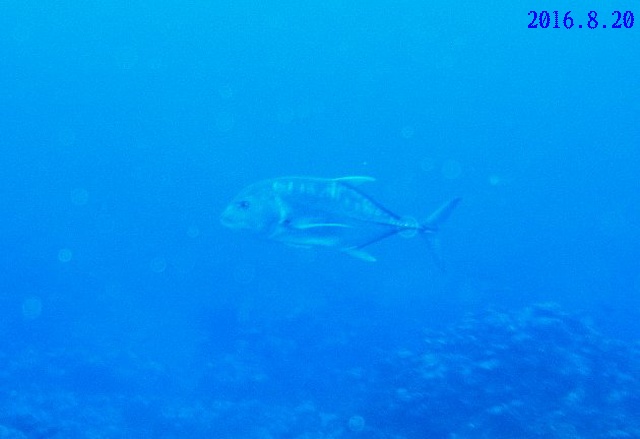 d0342920_1892676.jpg