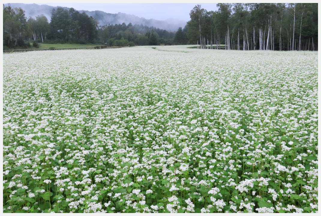 木曽馬の里の蕎麦の花　その1_d0339929_18521054.jpg