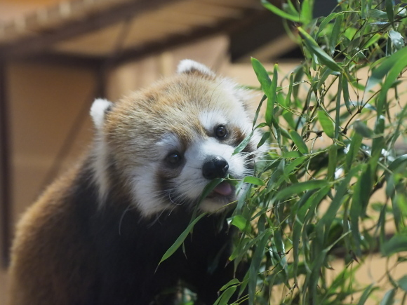 2015年9月の日本平、タクマツバ父娘_a0149740_19191842.jpg