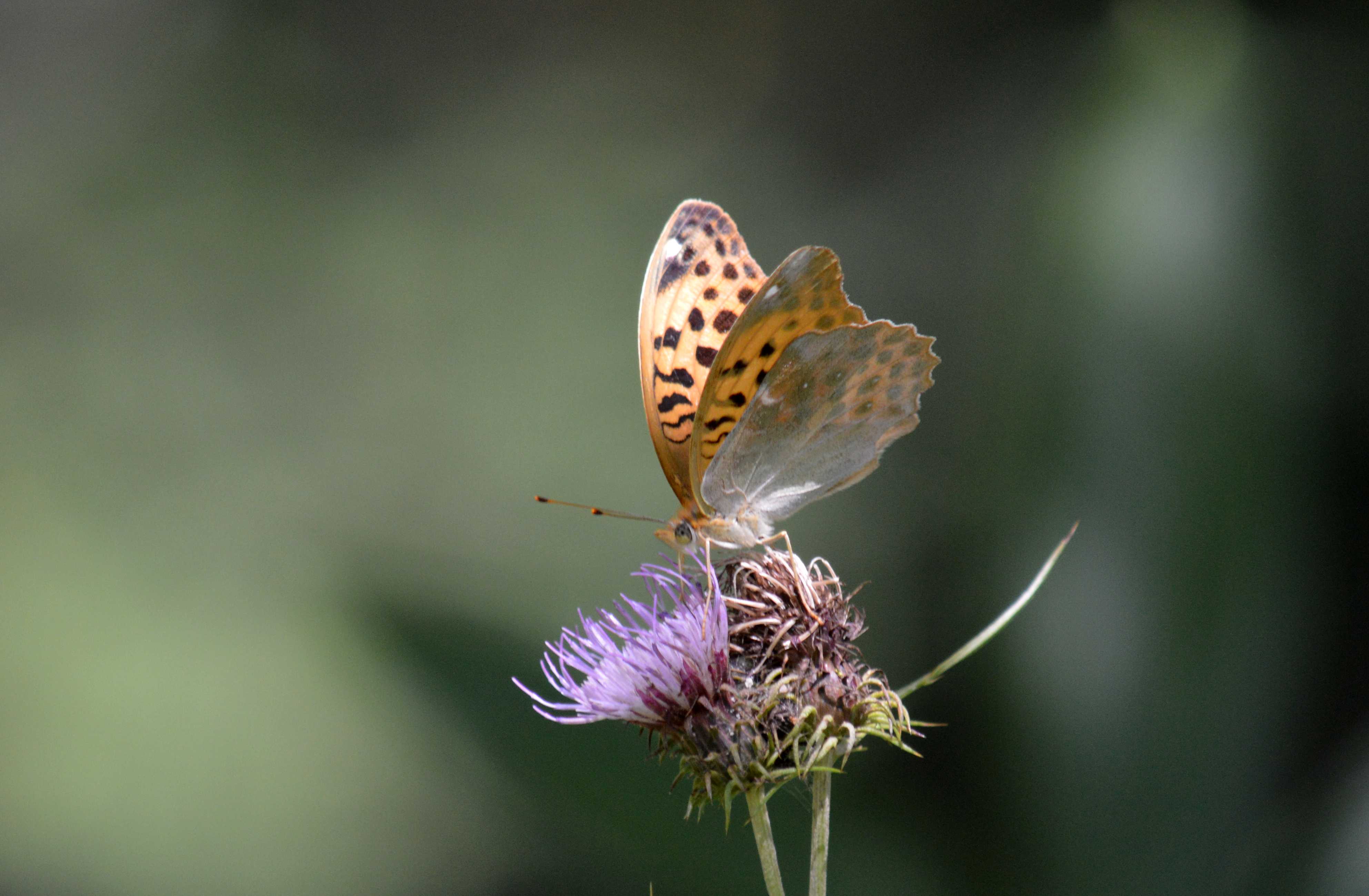 d0254540_4275238.jpg