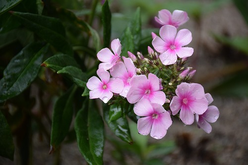 f0343750_13422294.jpg