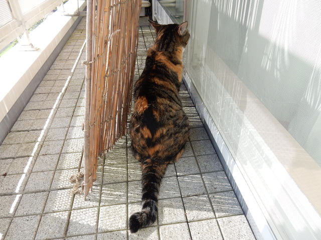 ’16,9,2(金)9月の目標と「白鳥丸」_f0060461_101455.jpg