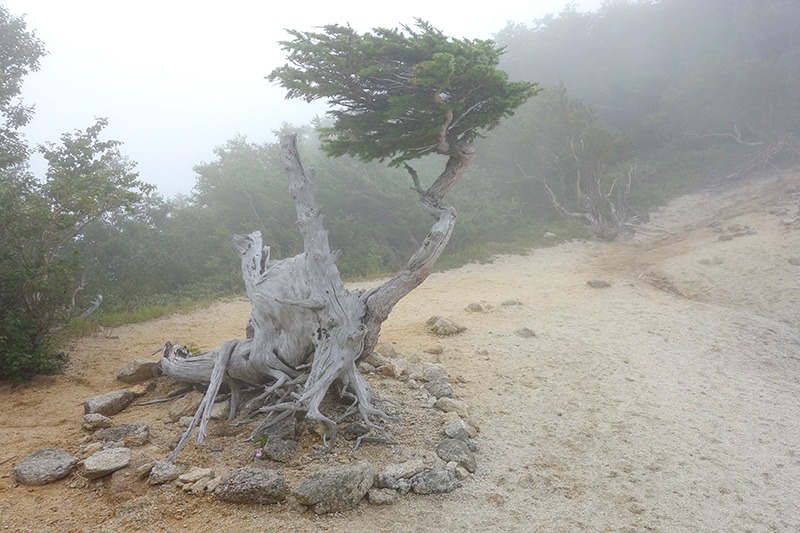 鳳凰三山を登る-4 2016年8月26日_d0123571_21344984.jpg