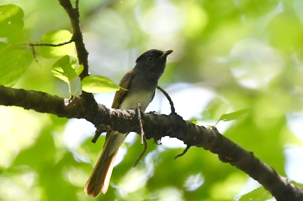 サンコウチョウ 若_f0053272_8585063.jpg