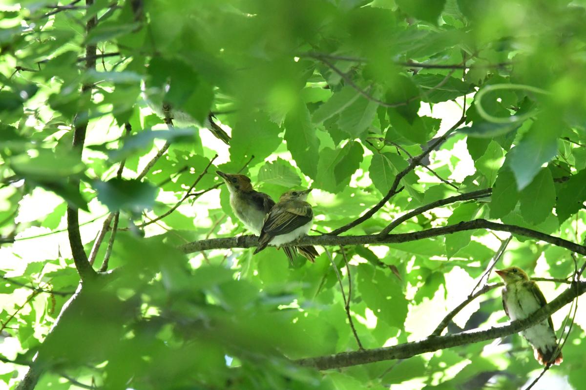 サンコウチョウ 若_f0053272_905768.jpg