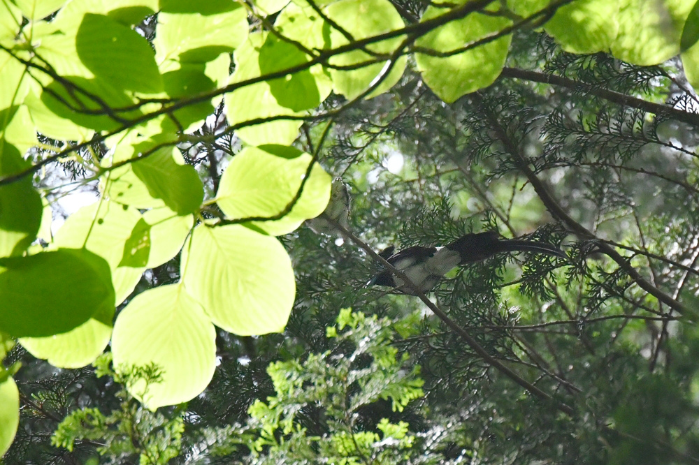 サンコウチョウ 若_f0053272_9163077.jpg
