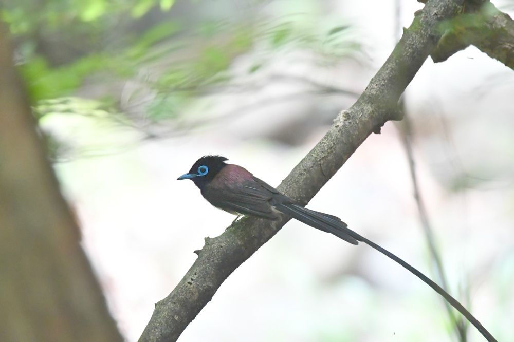 サンコウチョウ 若_f0053272_9211140.jpg