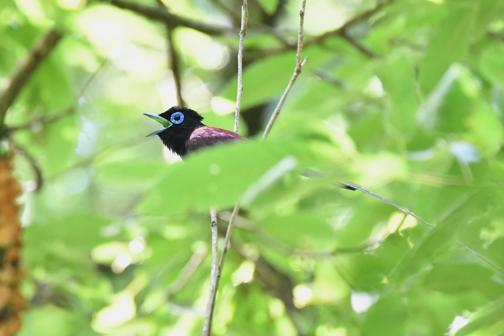 サンコウチョウ 若_f0053272_932367.jpg