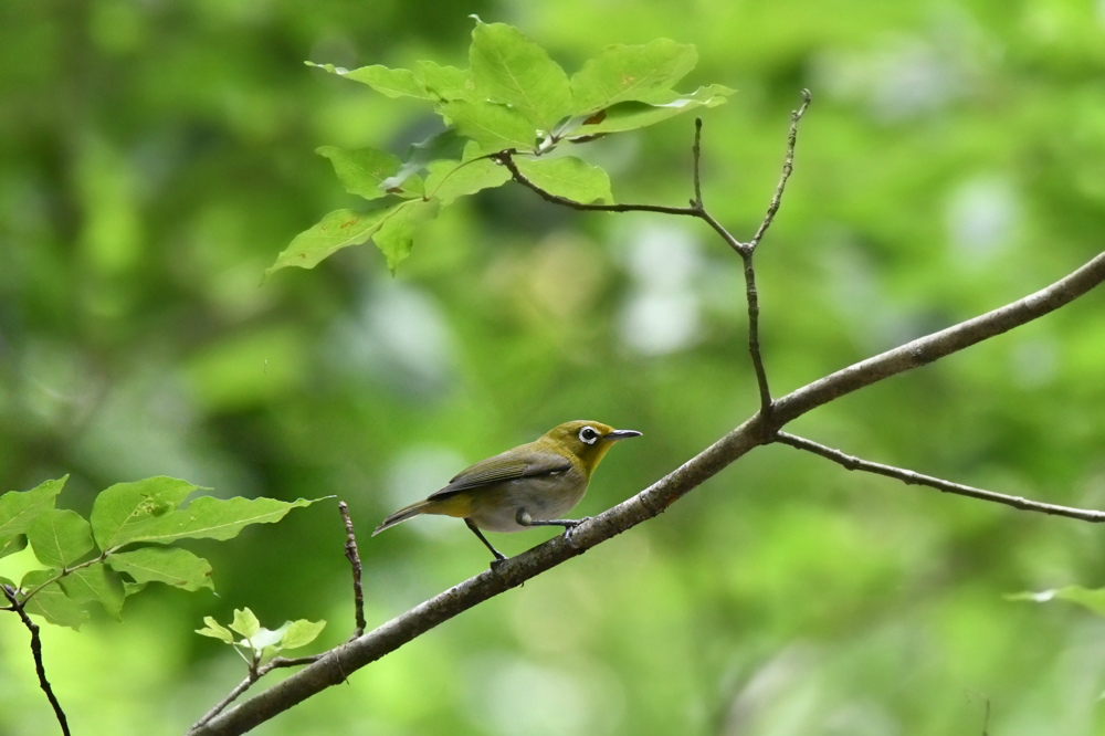 サンコウチョウ 若_f0053272_946471.jpg