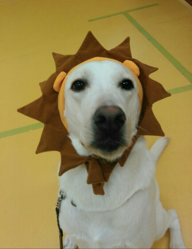 ライオン(≡・ェ・≡)_f0357682_15255591.jpg