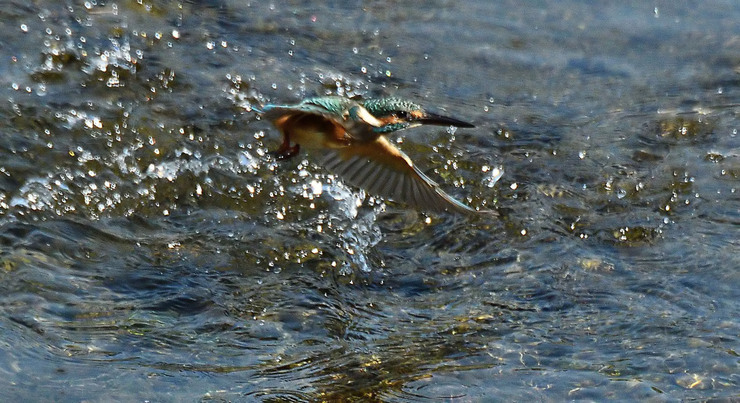 2016年　　9月　　野鳥_c0176183_15252853.jpg