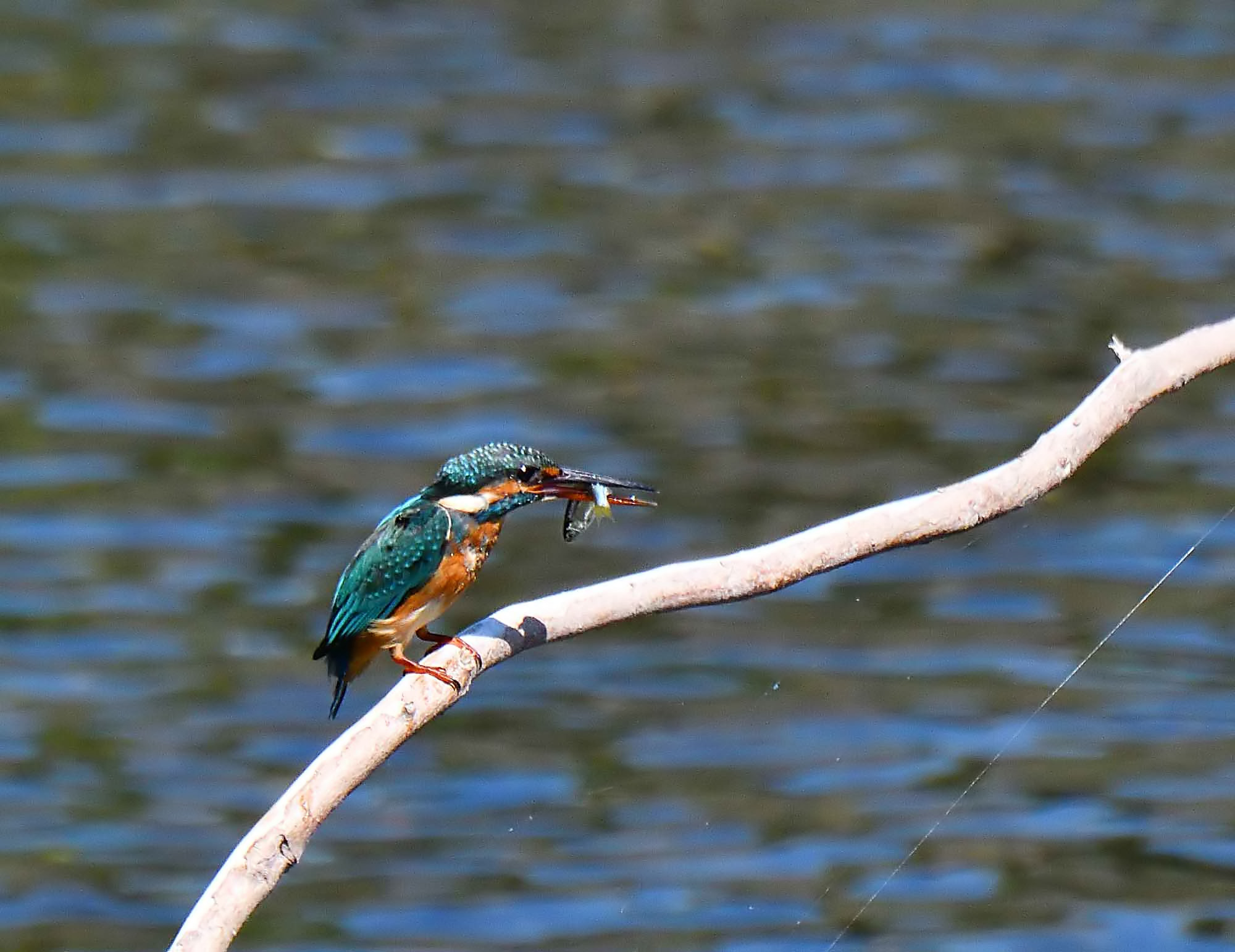 2016年　　9月　　野鳥_c0176183_15262553.jpg