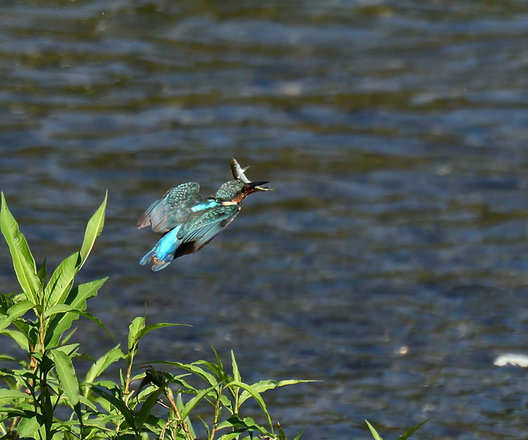 2016年　　9月　　野鳥_c0176183_1526624.jpg