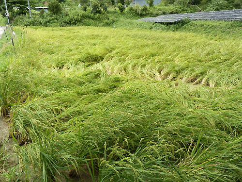 8月31日の田んぼ(月光原小・西根小) _d0247484_1754038.jpg