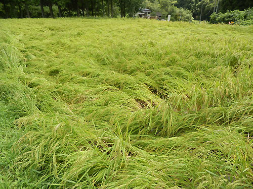 8月31日の田んぼ(月光原小・西根小) _d0247484_176529.jpg