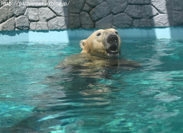 ２０１６年８月　日本平動物園　その１　ロッシーへスイカプレゼント_a0052986_0124651.jpg