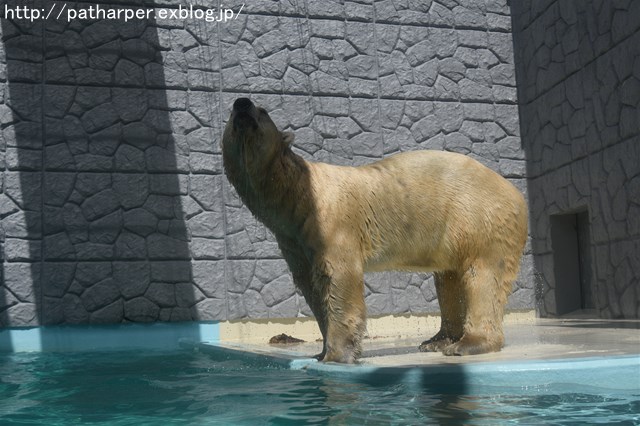 ２０１６年８月　日本平動物園　その１　ロッシーへスイカプレゼント_a0052986_0134934.jpg