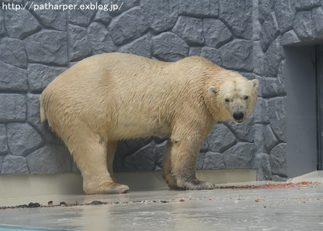 ２０１６年８月　日本平動物園　その１　ロッシーへスイカプレゼント_a0052986_0312117.jpg