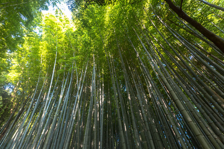 嵯峨野竹林_e0051888_644364.jpg