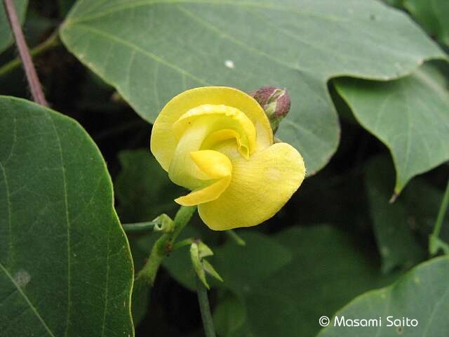 ヤブツルアズキ 藪蔓小豆 草花と自然blog ヤブツルアズキ 藪蔓小豆 草花と自然blog