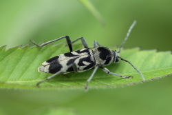 カミキリムシの仲間 ー 種名をクリックで詳細記事に飛びます 虫 みっけ カミキリムシの仲間 ー 種名をクリックで詳細記事に飛びます 虫 みっけ