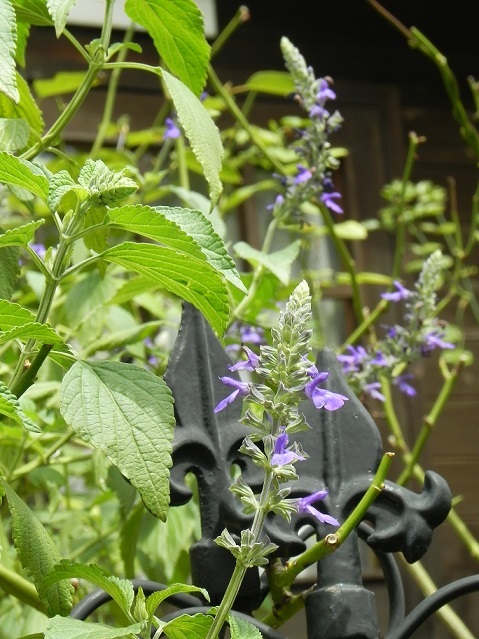 秋バージョン ハーブを植える会 スタートします ハーブ教室 と カフェ Chant Rose シャンテ ロゼ 植物の不思議な力に守られる暮らし 秋バージョン ハーブを植える会 スタートします ハーブ教室 と カフェ Chant Rose シャンテ ロゼ 植物の不思議な力に守られる暮らし